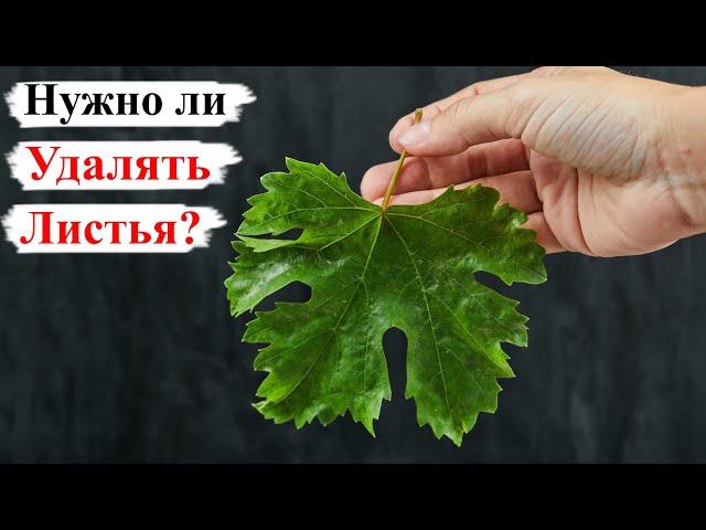 НУЖНО ли УДАЛЯТЬ ЛИСТЬЯ Перед УКРЫТИЕМ ВИНОГРАДА на ЗИМУ?