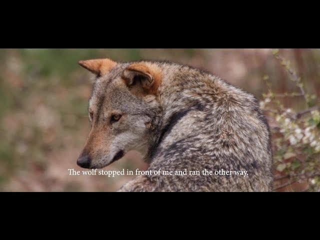 Abruzzo: A Wild Land