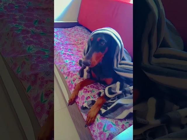 doberman #doglover