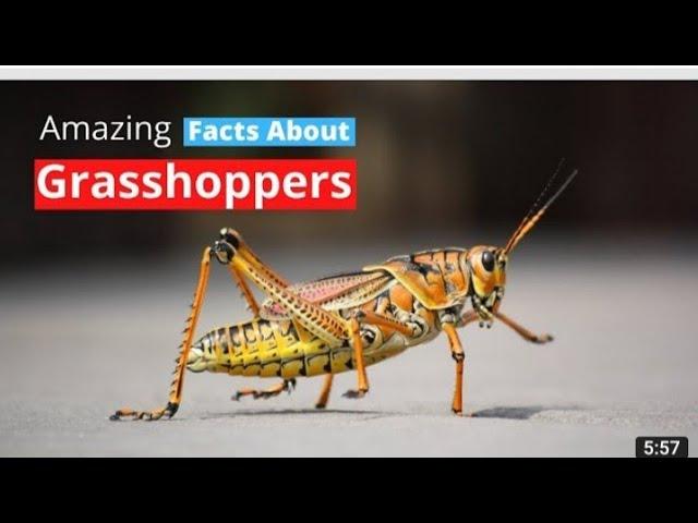 classification of Grasshopper #studymotivation #grasshopper #physicwallah #biology