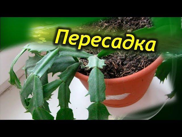 ПЕРЕСАДКА Декабриста. Как правильно пересадить  шлюмбергеру. Когда нужна пересадка!