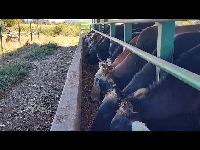 CONSEJOS PARA TORETES DE 300kg EN PASTOREO