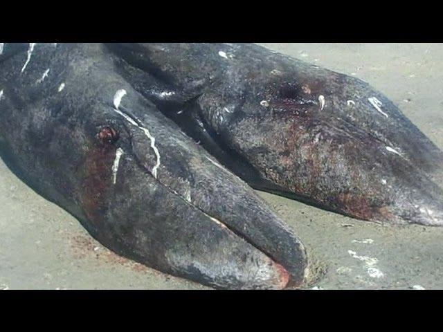 CONJOINED WHALE CALVES FOUND IN MEXICO - BBC NEWS