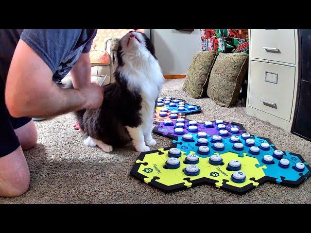 Comb, Kisses, And New Stuff For The Kitties!
