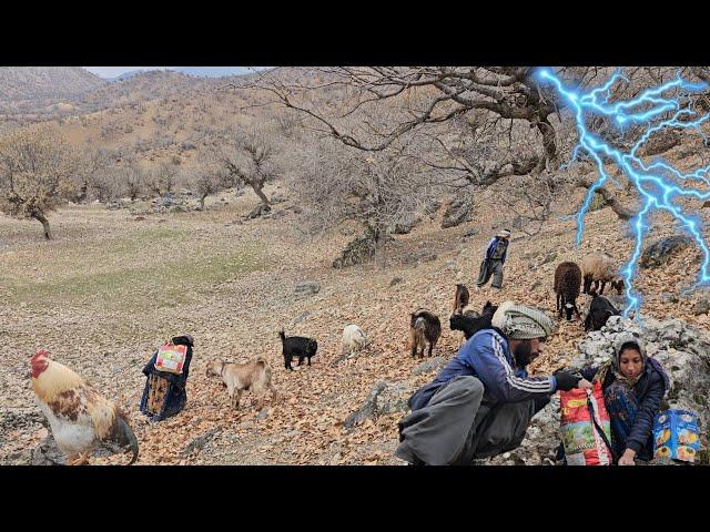 Nomadic Life:Rainy Days of the Nomadic Family:Collecting Acorns for Sheep with the Nomadic Family️