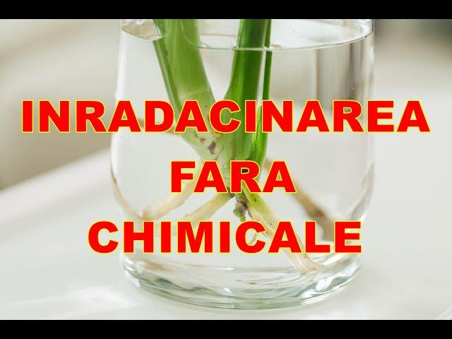 Înmulțirea fără niciun stimulent chimic