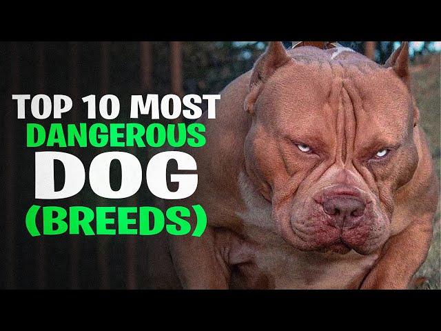 Top 10 Most Dangerous Dog Breeds in the World