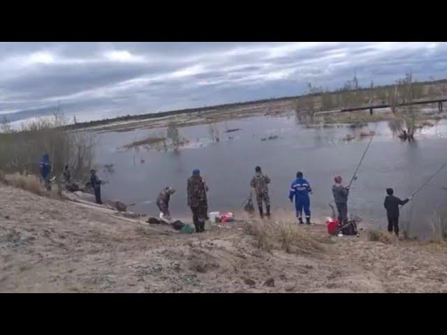 ЭТО МЕСТО КИПИТ, КИШИТ ЯЗЯМИ! КЛЮЕТ НА ВСЕ ПОДРЯД РУКИ УСТАЛИ ТЯГАТЬ!! ИХ ТУТ ТОННА РЫБЫ!