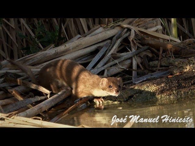 Weasel - mustela nivalis