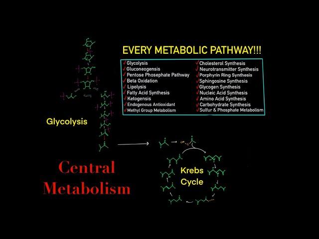 EVERY SINGLE METABOLIC PATHWAY YOU NEED TO KNOW FOR BIOCHEMISTRY MCAT IN 30 MINUTES!!!