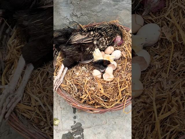 Oh no! Mother hen Died while chicks was hatching 