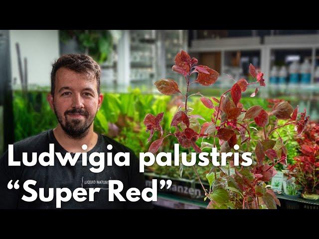 Ludwigia palustris “Super Red” | Liquid Nature Pflanzenvorstellung