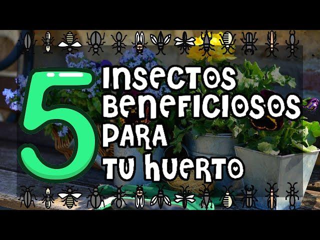 5 INSECTOS BENEFICIOSOS PARA TU HUERTO - 5 BENEFICIAL INSECTS FOR YOUR GARDEN