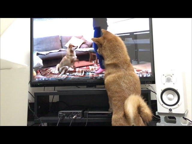 YouTubeをチェックするゆきちゃん    柴犬ゆき Shiba inu, Yuki