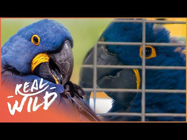 Hyacinth Macaw Parrot Gets Smuggled Into Britain | Wildlife Patrol