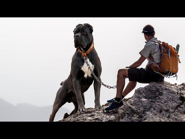 THE 10 BEST DOG BREEDS FOR HIKING