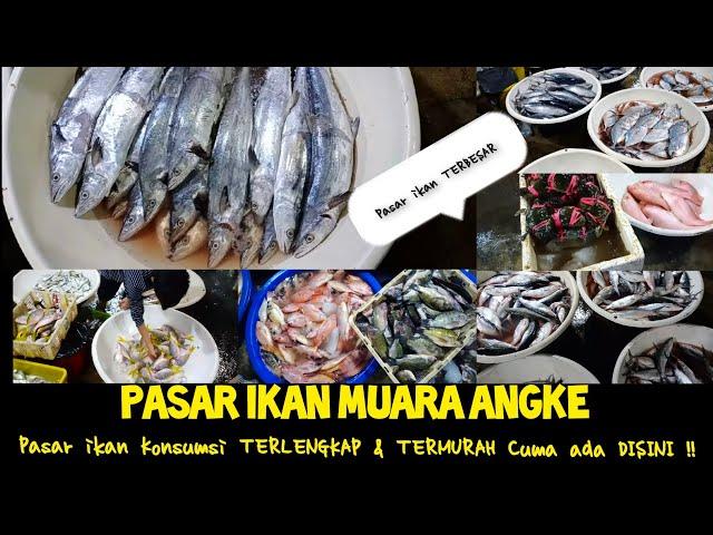 Murah Banget Harga IKAN di MUARA ANGKE || Yang Mau Usaha Jual IKAN Bisa Ambil DISINI.. Pasti CUAN..