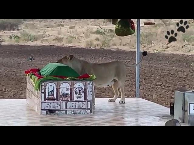 Dargah Sharif Me Lion  || Lion At Dargah #girforest #girjungle #lion