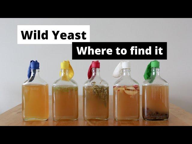 Wild Yeast - where to find it
