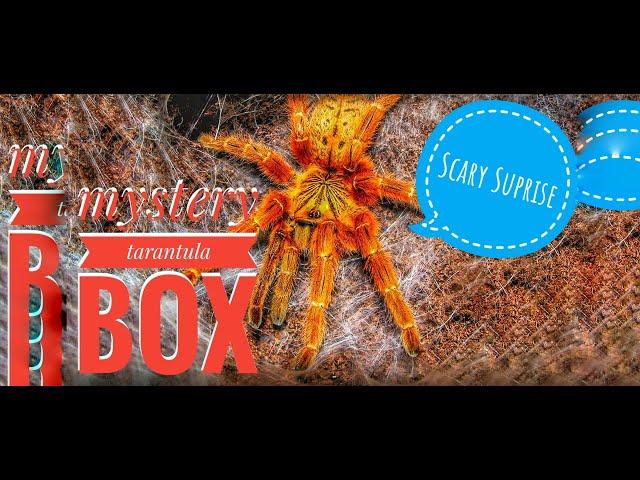 Mystery Tarantula Box, Scary Surprise Inside!!!