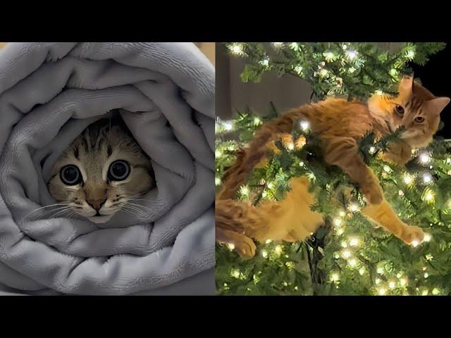 TRY NOT TO LAUGH | FUNNY CATS & DOGS V17 | FUNNYPAWS