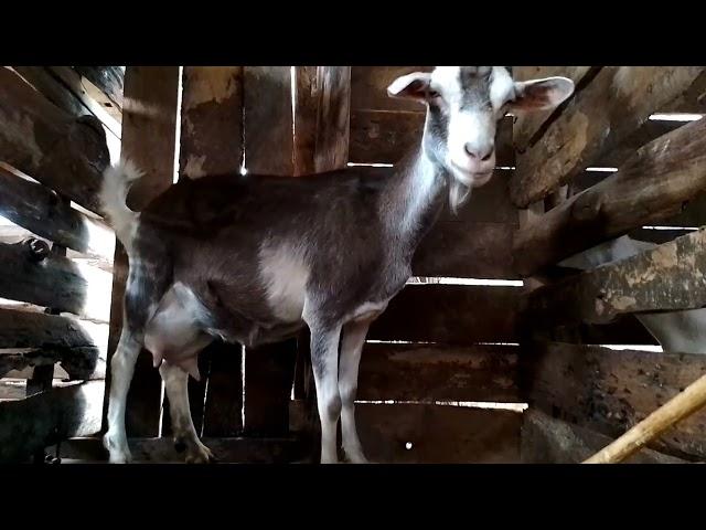 Our super  toggenburg dairy goats before evening milking