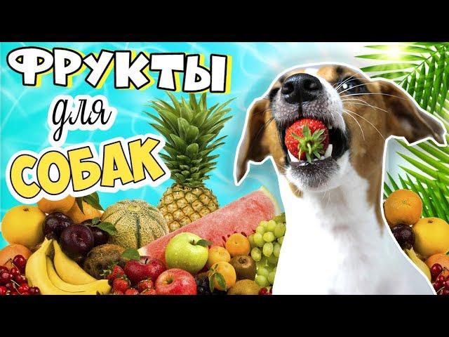 Фрукты могут быть опасны! Какие фрукты и ягоды можно собакам? 