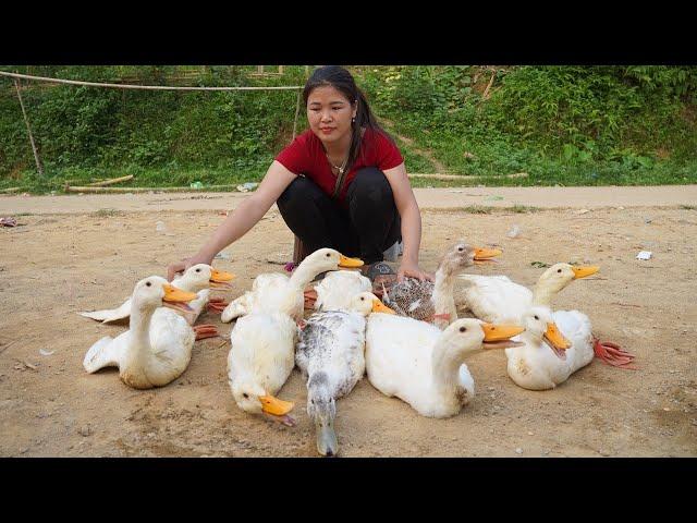 Harvesting Ducks for Sale at Market | Cooking Roast Duck | Free Life | Trieu Thi Lieu