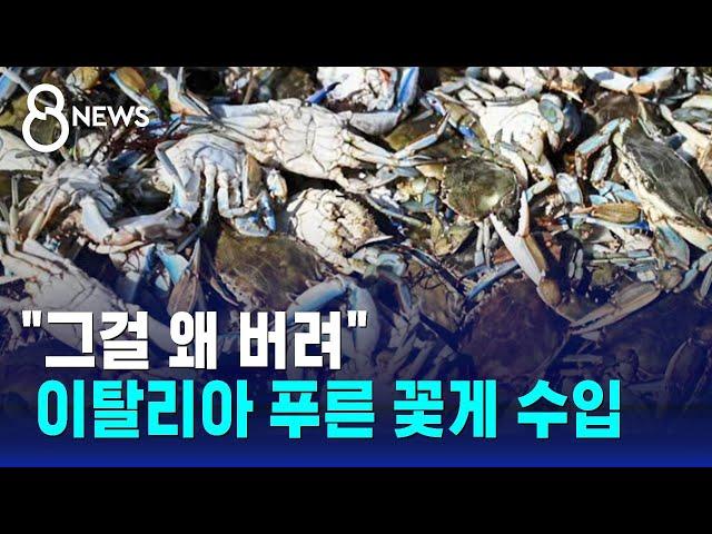 "그걸 왜 버려"…이탈리아 푸른 꽃게 한국 수입한다 / SBS 8뉴스