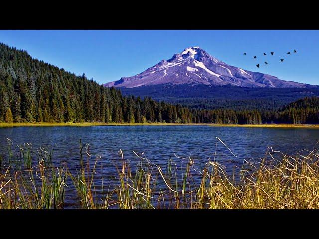 Mountain Lake Ambience | Relaxing Nature Sounds: Birds Singing and Lapping Water with Soothing Wind