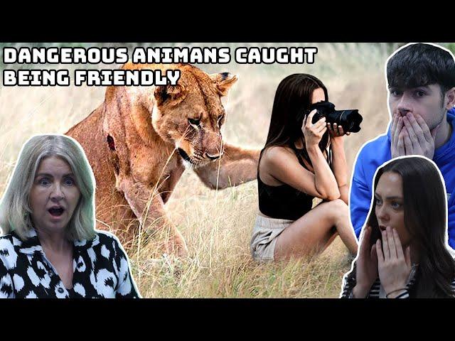 BRITISH FAMILY REACTS | Dangerous Animals Caught Being Friendly!