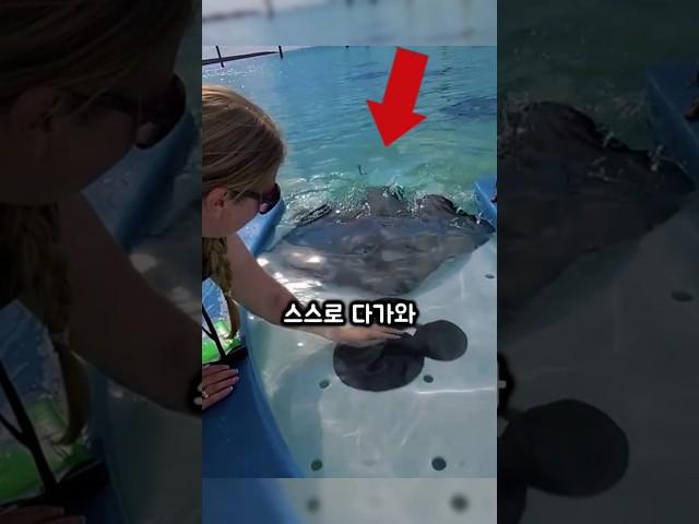 야생 가오리와 30초만에 친구가 된 '여자의 비밀'