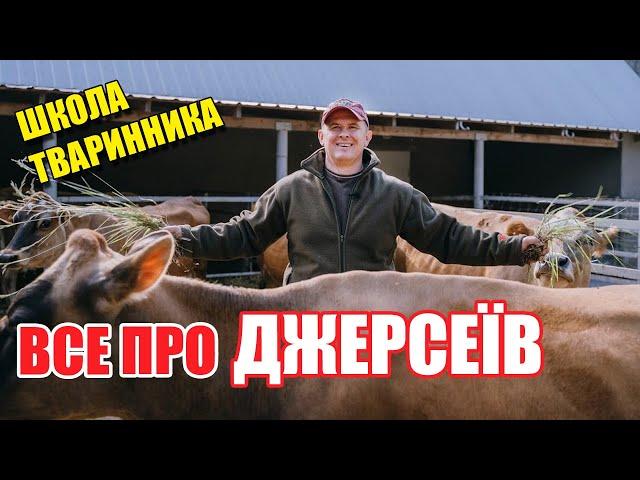 Де в Україні купити джерсеїв? | Джерсійська порода корів | Школа тваринника | Куркуль