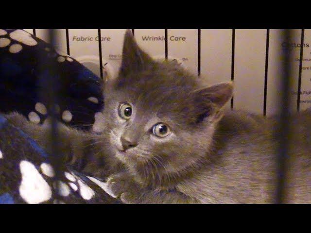 Tiny Grey Kitten Rescued from Freezing Cold