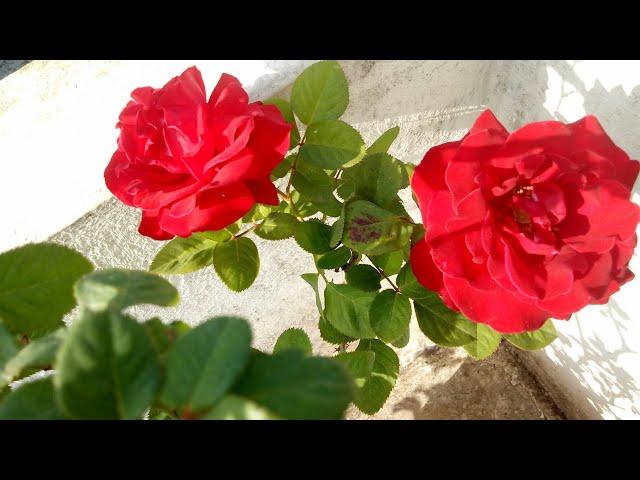 Beautiful #Roses on my terrace 2018 // Nature lover Vinno