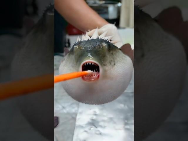 Pufferfish: Cute but Deadly! ️ #shorts