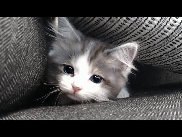 Fluffy Munchkin Kitten Growing Up!