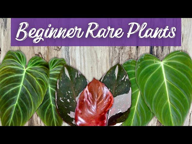 Level Up Your Plant Game: 12 Beginner Friendly Rare Houseplants