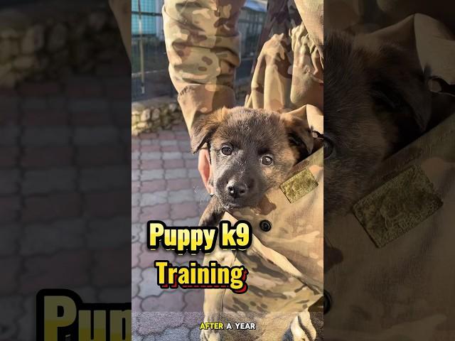 Dog training belgian malinois #dog #germanshepherd #k9 #malinois #dogtraining