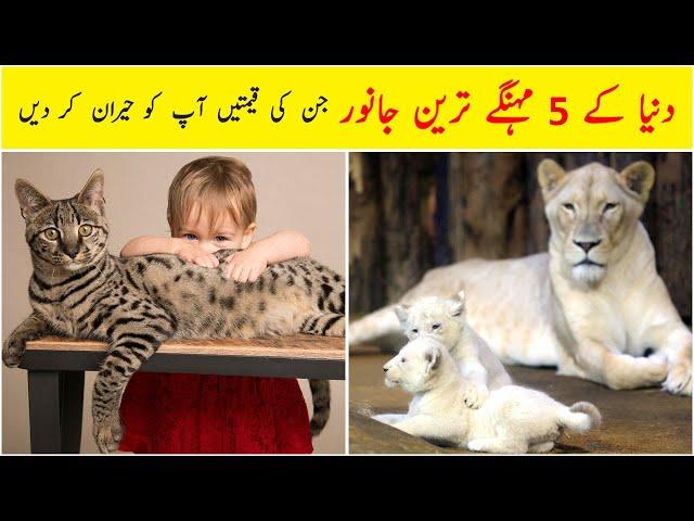 5 Most expensive animals in the world in Urdu/Hindi | Dilchasp Maloomat