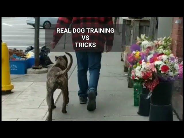 Dog Training vs Tricks - Argument with positive only trainer