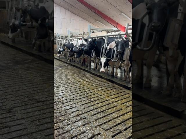 Inside the Modern Cow Farm: A Dairy Revolution  #cows #modernfarm