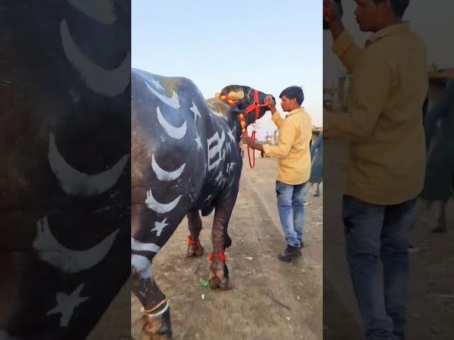 Qurbani ka janwar Mashallah | Eid ul Adha #shortsvideo #bakraeid #mandi #qurbanistatus