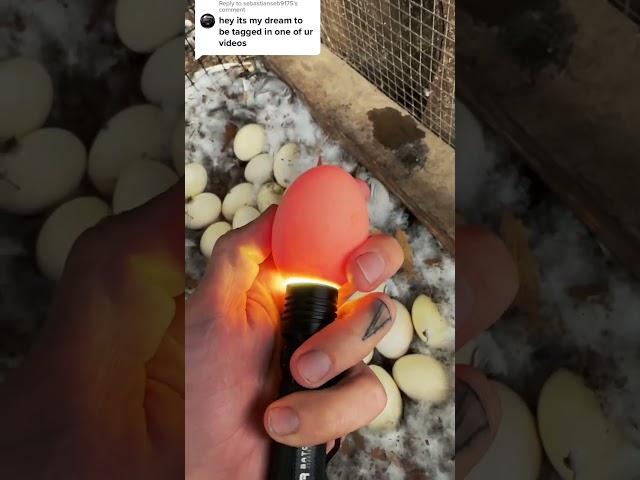 Checking on the broody ducks and the incubator