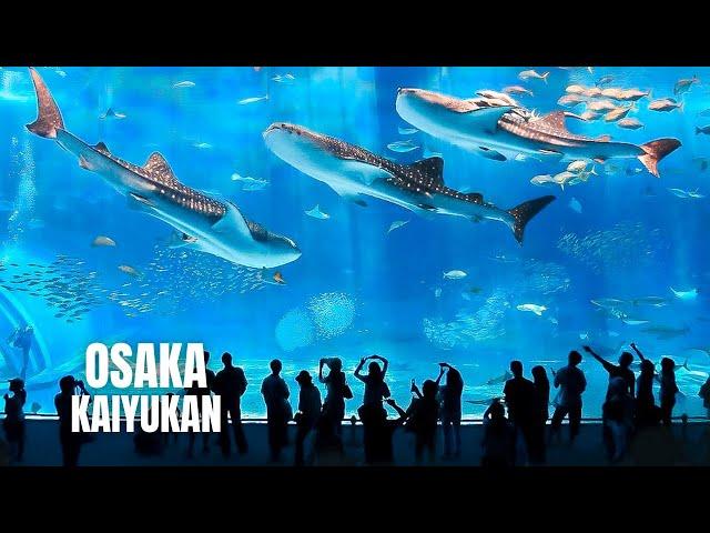 Osaka Aquarium Kaiyukan Walking Tour (2023) (4K HDR)