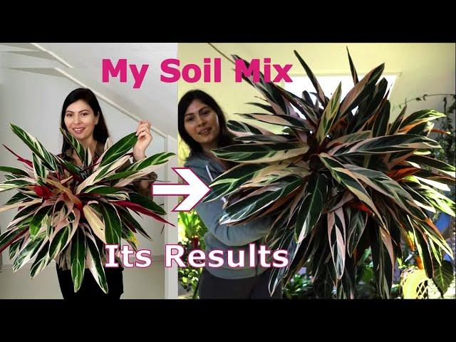 Secrets to successful Stromanthe Triostar soil mix | How to transplant Tricolor Stromanthe