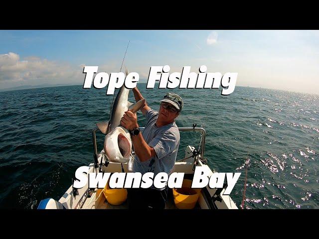 Tope fishing Swansea bay