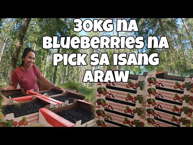 KINAYA ANG ISANG ARAW MANGOHA NG BERRIES |PINAY WITH FOREIGNER