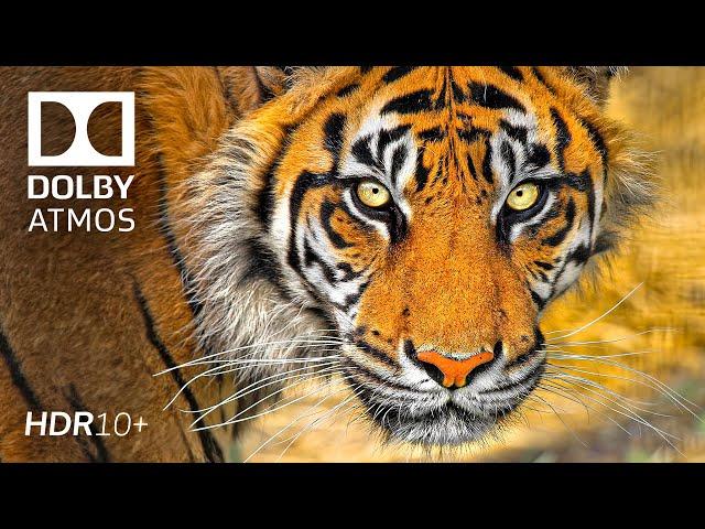 SPEECHLESS HDR 8K 120fps Dolby Vision 4K Video ULTRA HD #4k #HDR