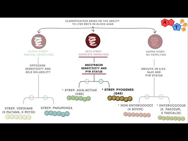 Microbiology- Streptococcus species